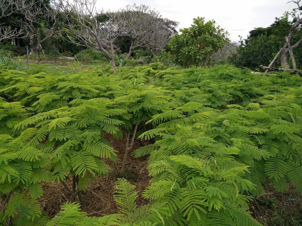 Lilawalai Resort Nong Nam Daeng Eksteriør billede